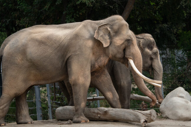 Elephants of Asia Update: L.A. Zoo Asian Elephants Can Now Share Same Physical Space Male and female Asian elephants walking together, in profile. The male, with its large tusks, is in the foreground.