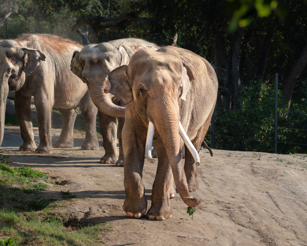 Male Asian elephant with large tusks walks toward the viewer while two females stand in the background