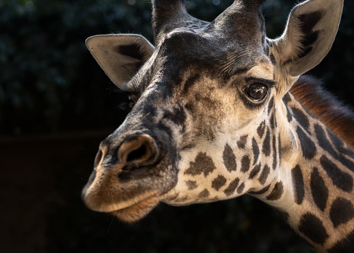 L.A. ZOO MOURNS THE LOSS OF GIRAFFE MOTHER AFTER DELIVERING STILLBORN