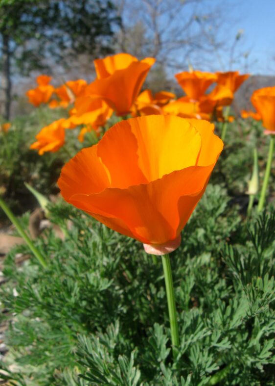 Poppy field