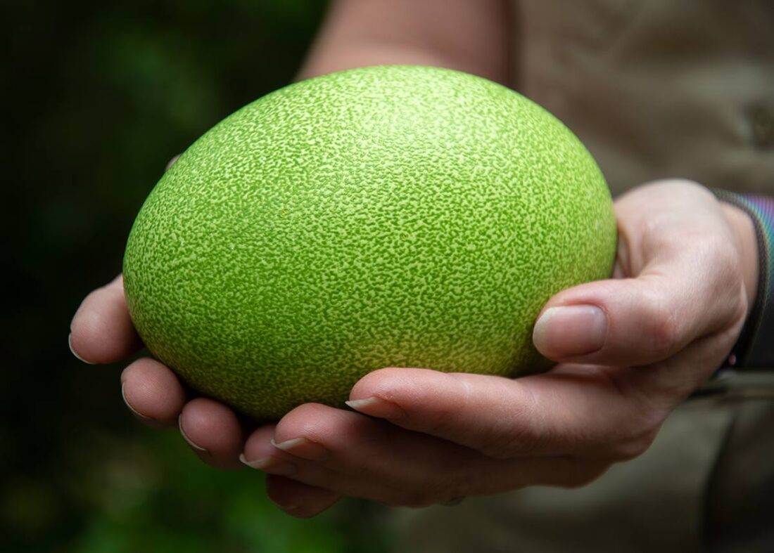 Cassowary egg in hands