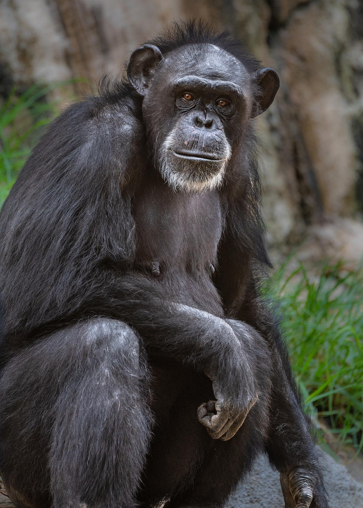 Chimp Female Nan