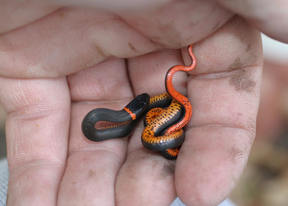 Ring-necked snakes