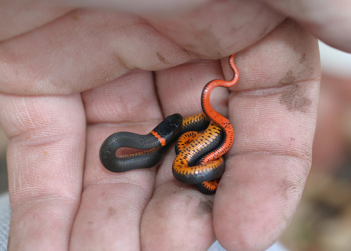 Ring-necked snakes 
