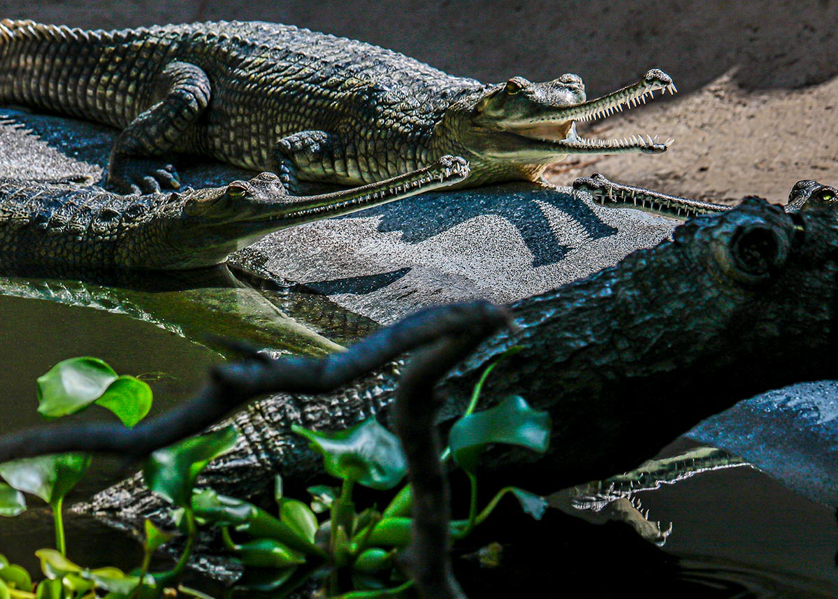 Group of Indian gharials