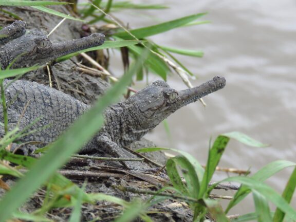 COVID, Communities, and the Croc Chirp: The Los Angeles Zoo’s Support of Indian Gharial Conservation <strong>Gharial</strong> Photo by Subrat K. Behera