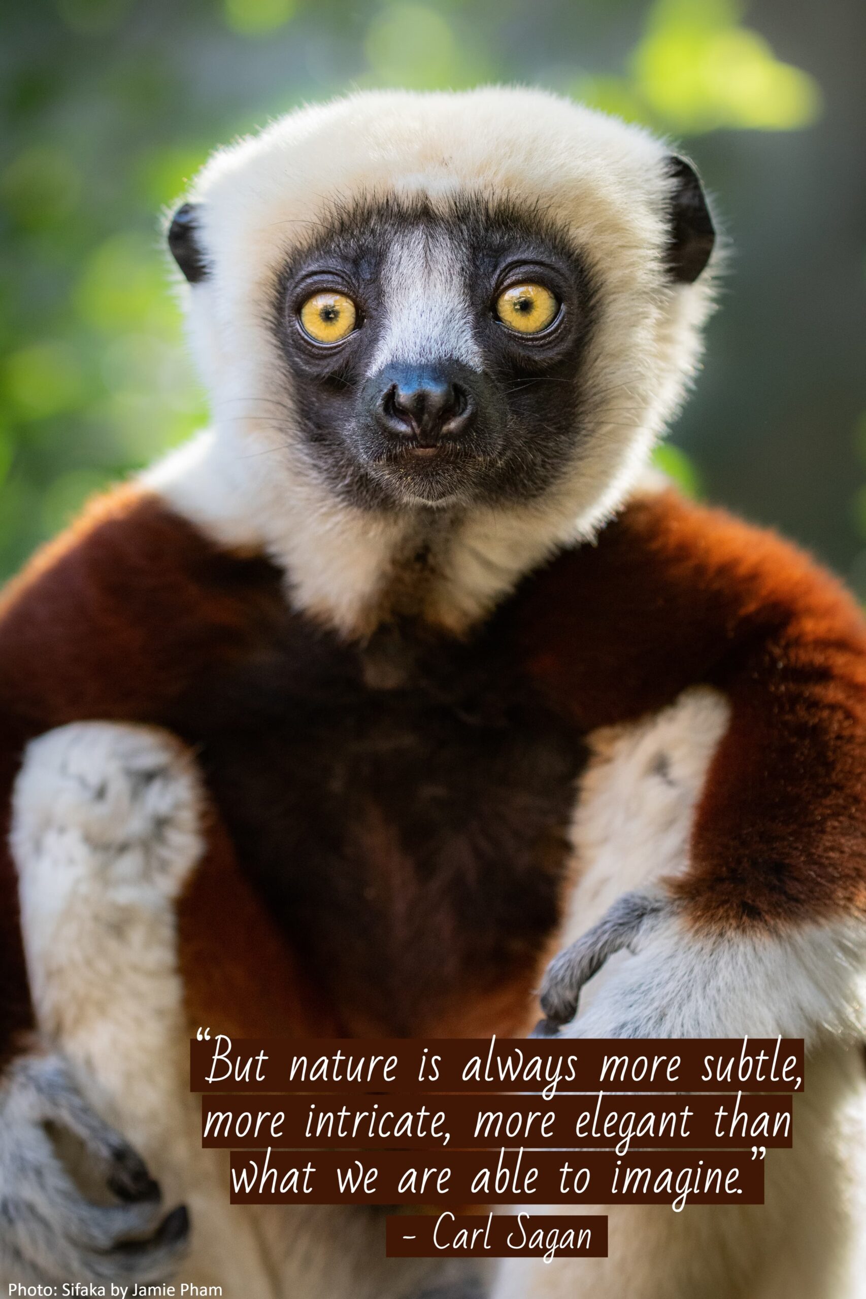 A lemur with brown and white fur sits facing forward
