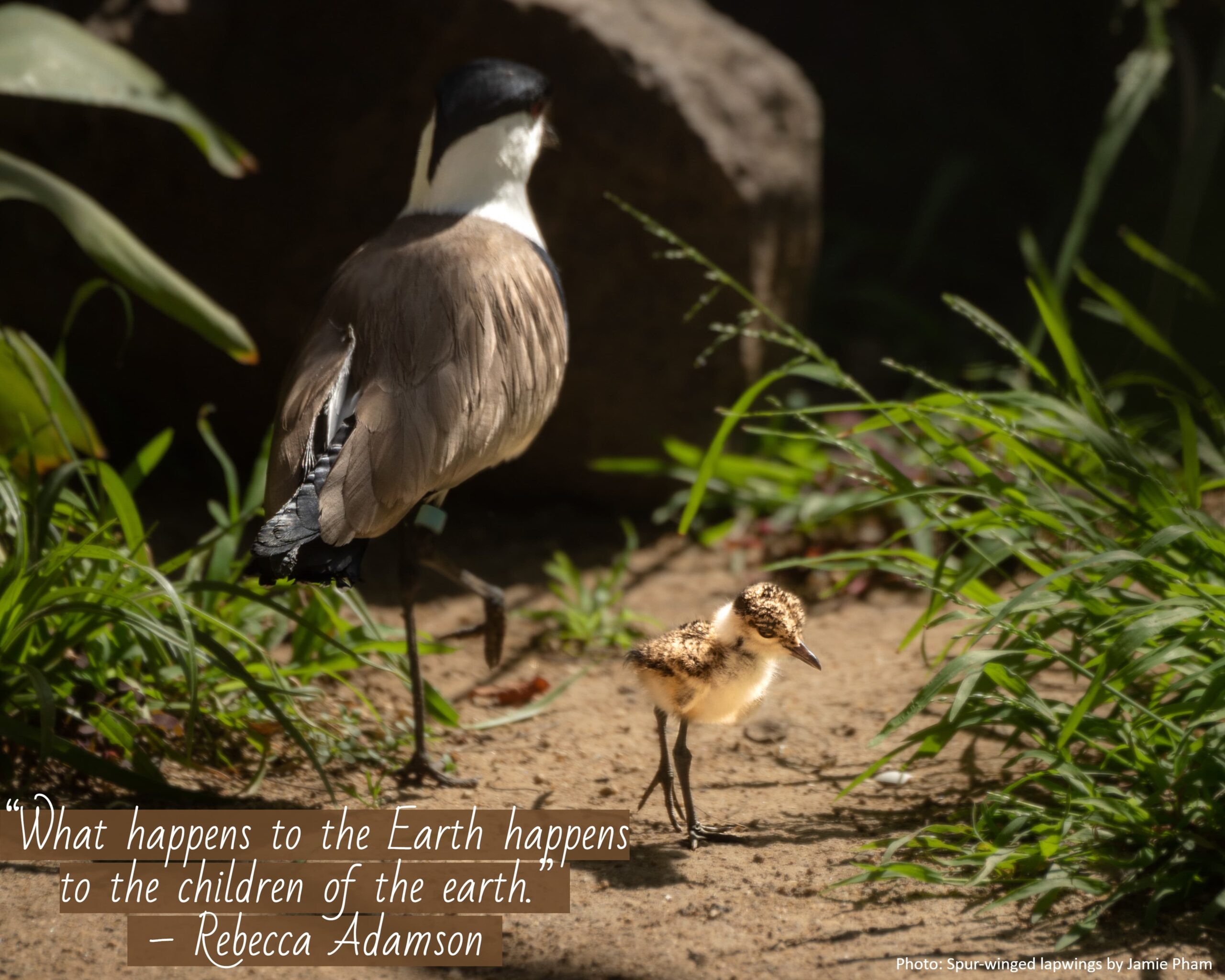 A bird with brown, white, and black feathers stands next to its chick