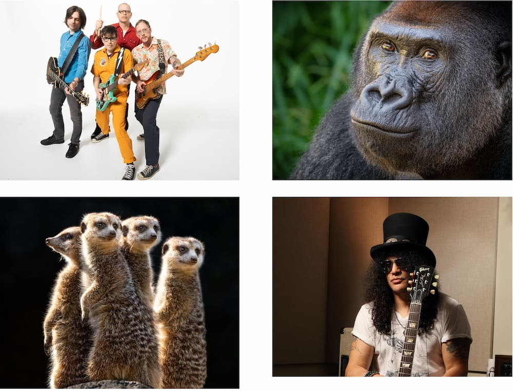 Photos of Weezer, a gorilla, meerkats, and Slash