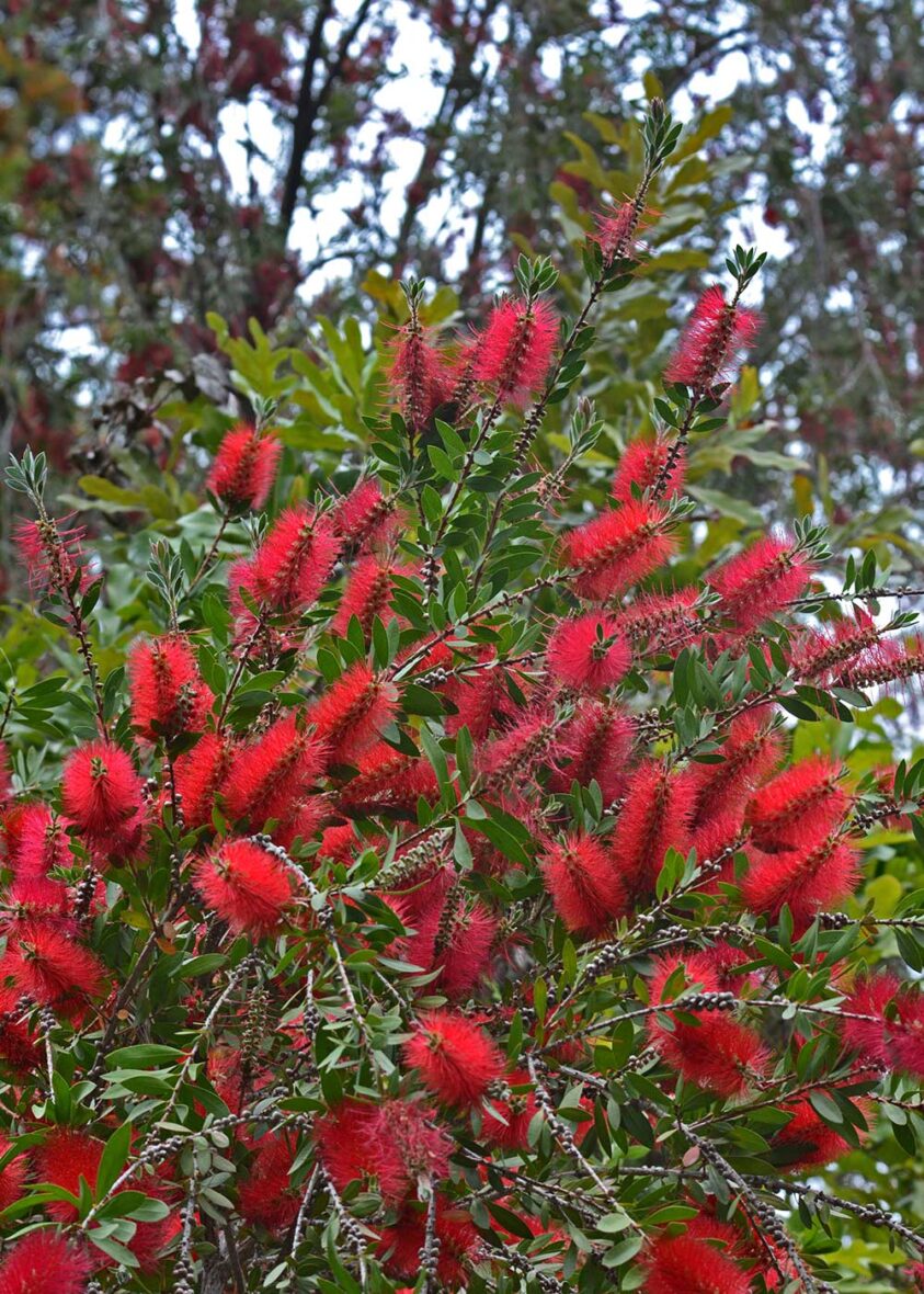 Bottlebrush tree (genus Callistemon) with bright red flowers