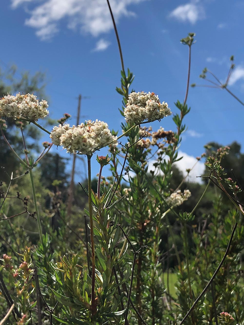California buckwheat (Eriogonum fasciculatum) flowers with a backdrop of a blue sky and green grass