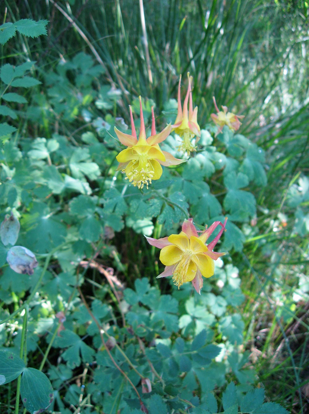 Yellow colombine blooming on a leafy green backdrop