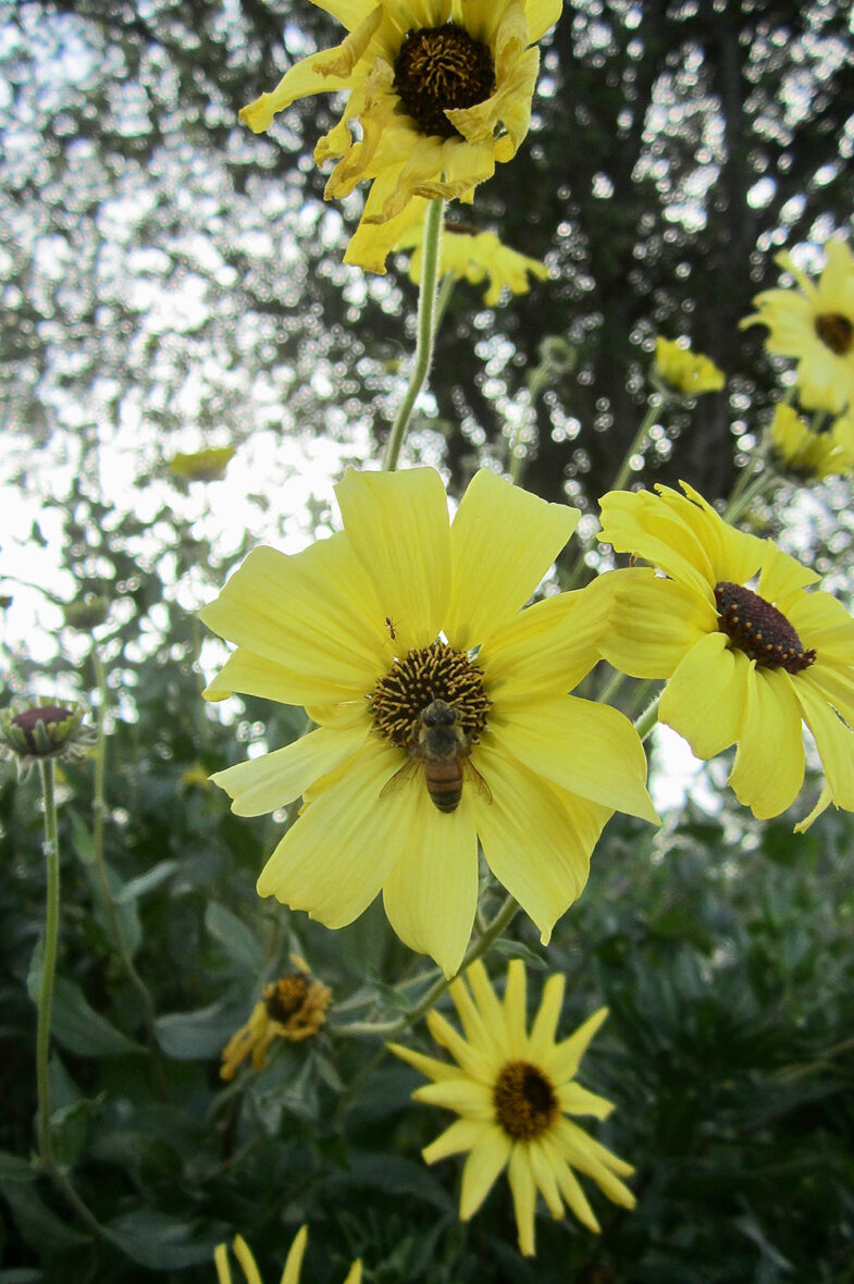 California sunflower (Helianthus californicus) with bee in its center