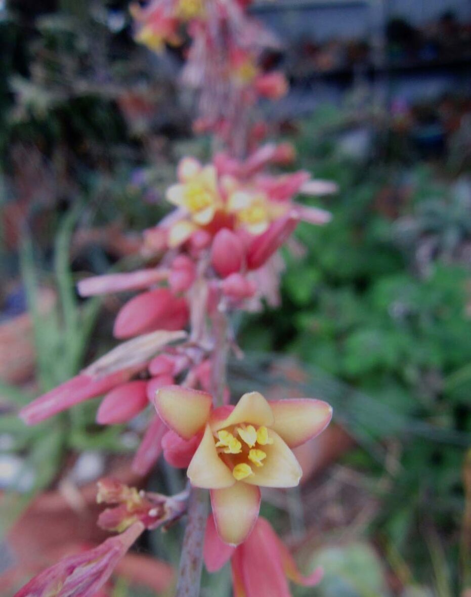 Red yucca (Hesperaloe parvifolia) blooming in yellow and pink