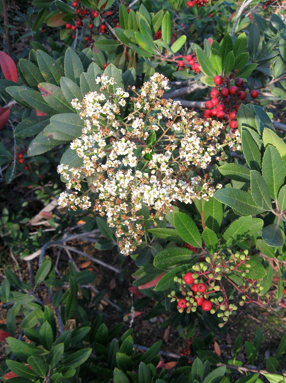 Toyon with its white flowers and red berries