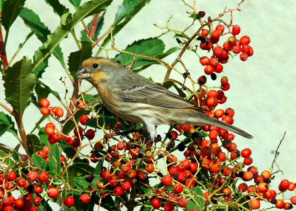 House finch perched on toyon