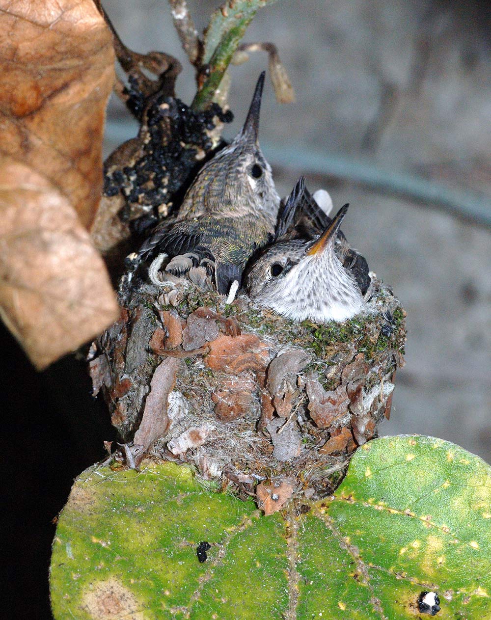 Hummingbirds in a hummingbird nest