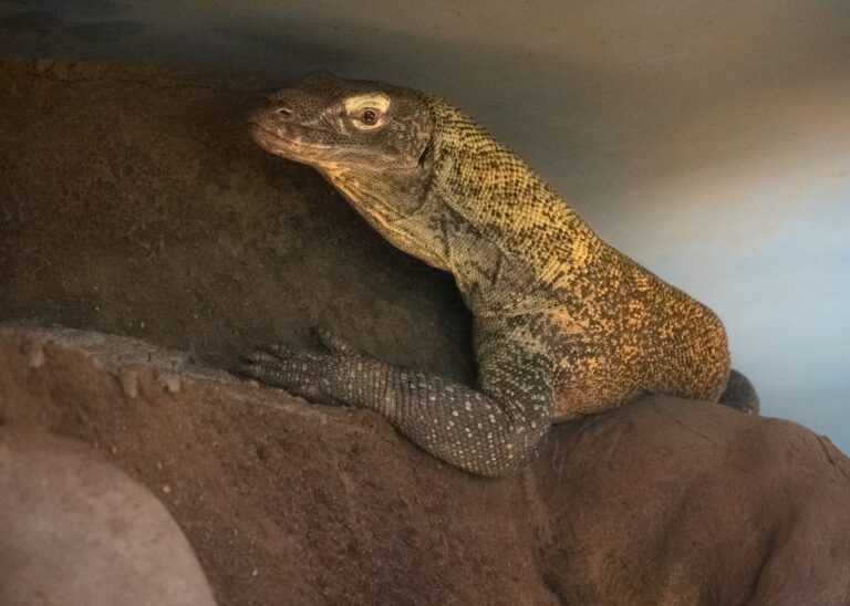 News in the Zoo - May 2021 Komodo dragon profile