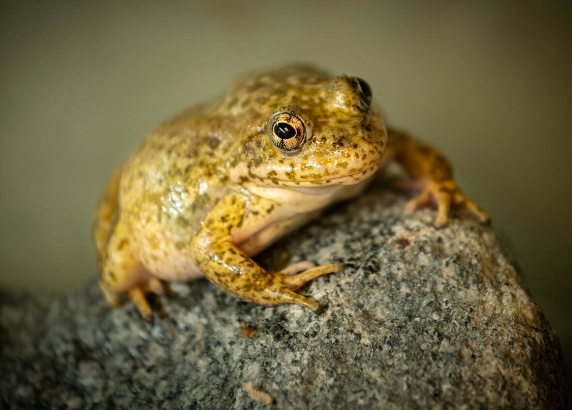 Gravid mountaing yellow-legged frog on a rock