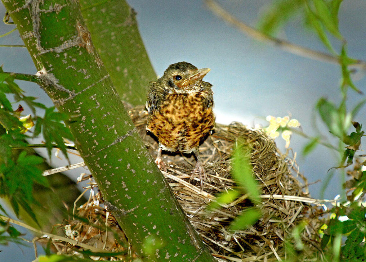 Young American robin in nest