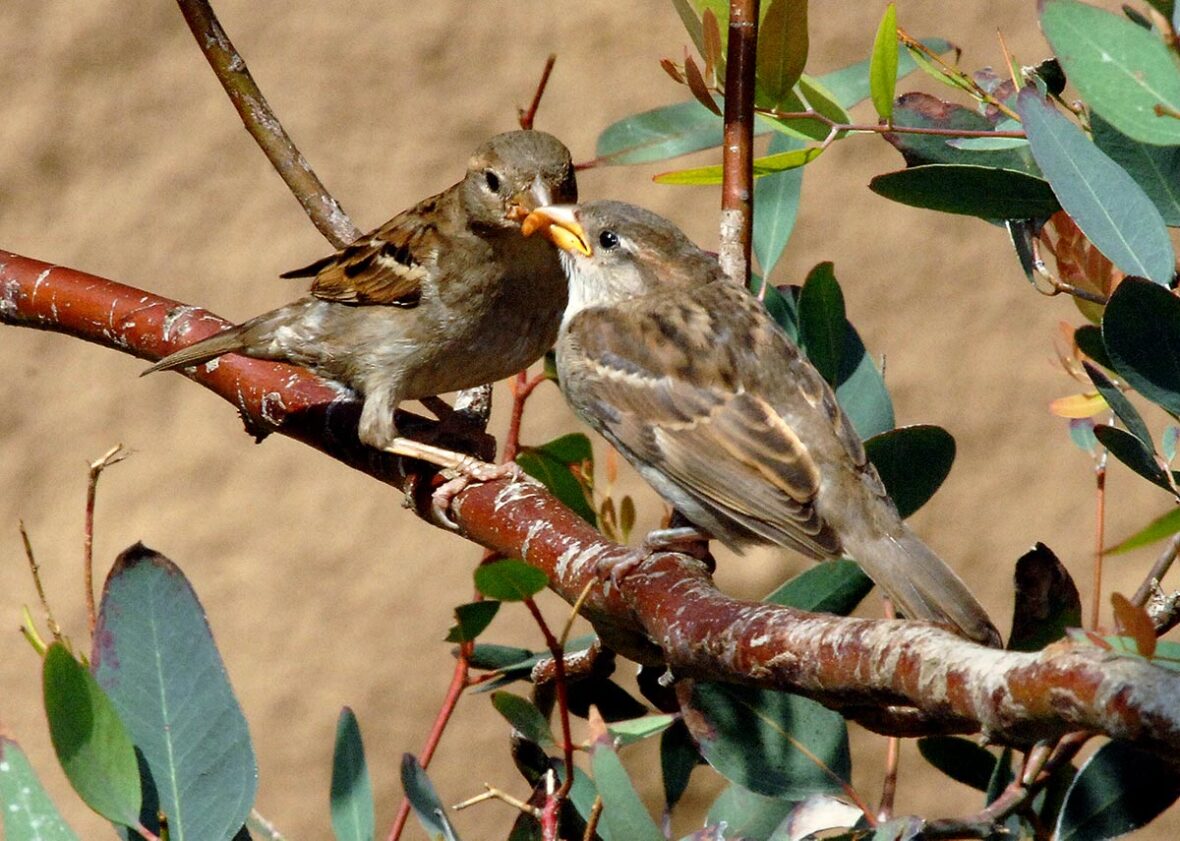Sparrow on a branch feeding younger sparrow