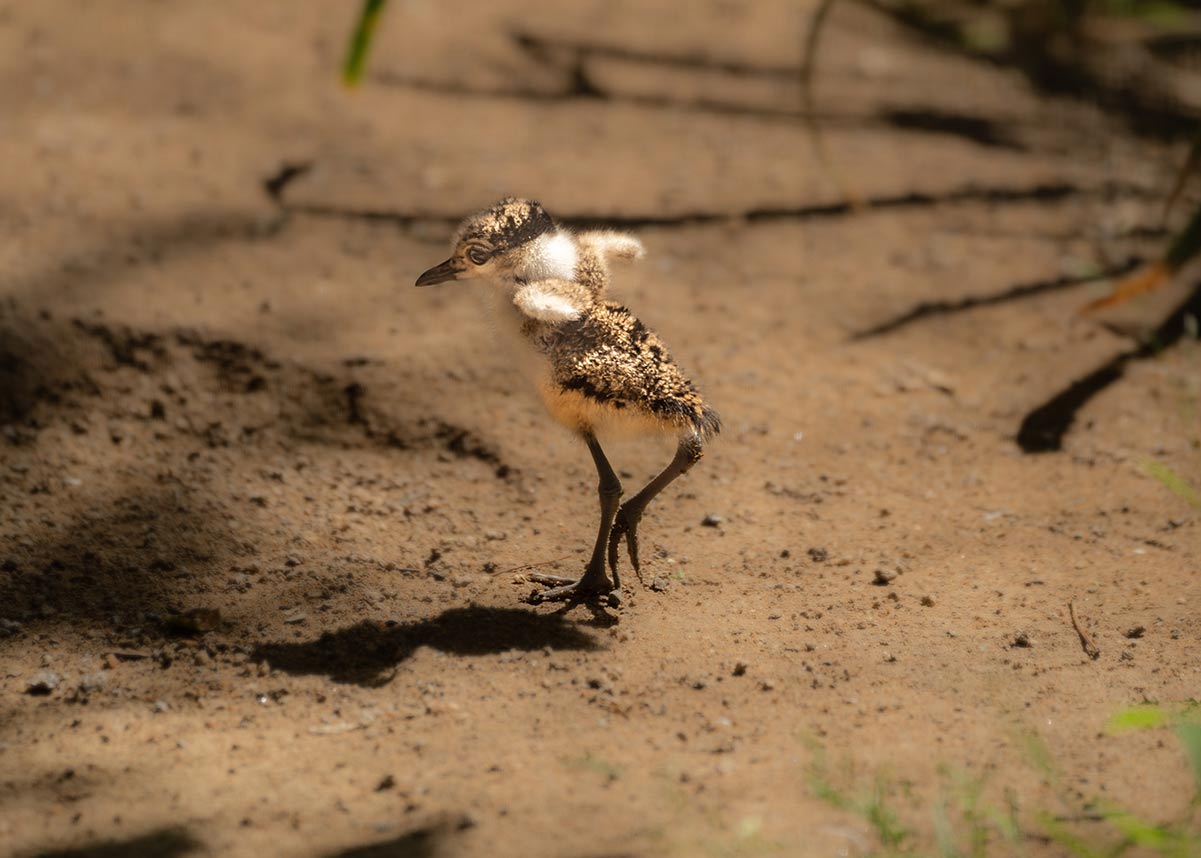 Spur Wing Lapwing Chick