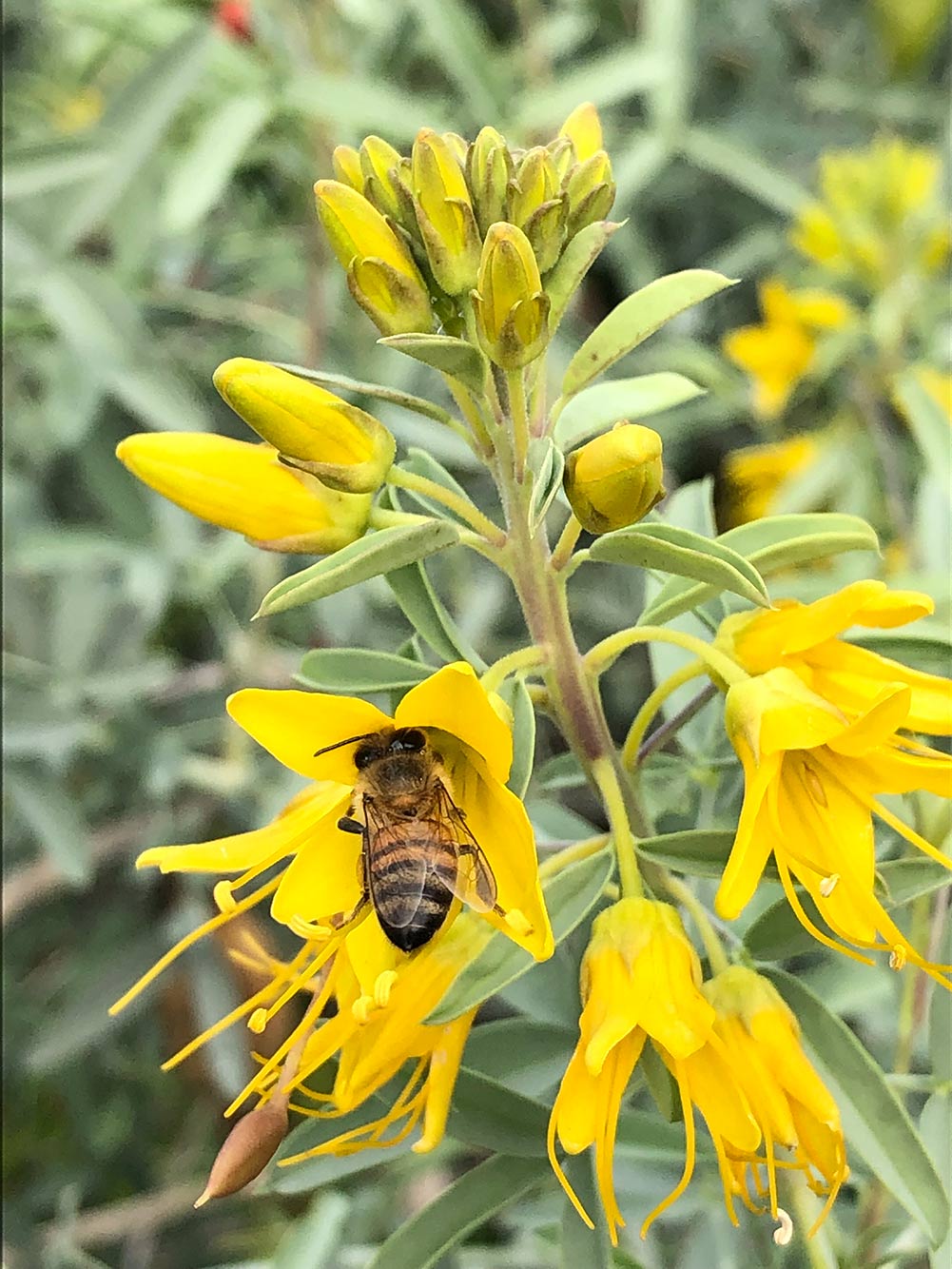 Bladderpod (Peritoma arborea) with bee in its yellow bloom