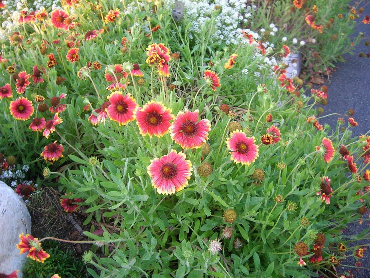 Gaillardia in colorful red and pink with yellow petal tips