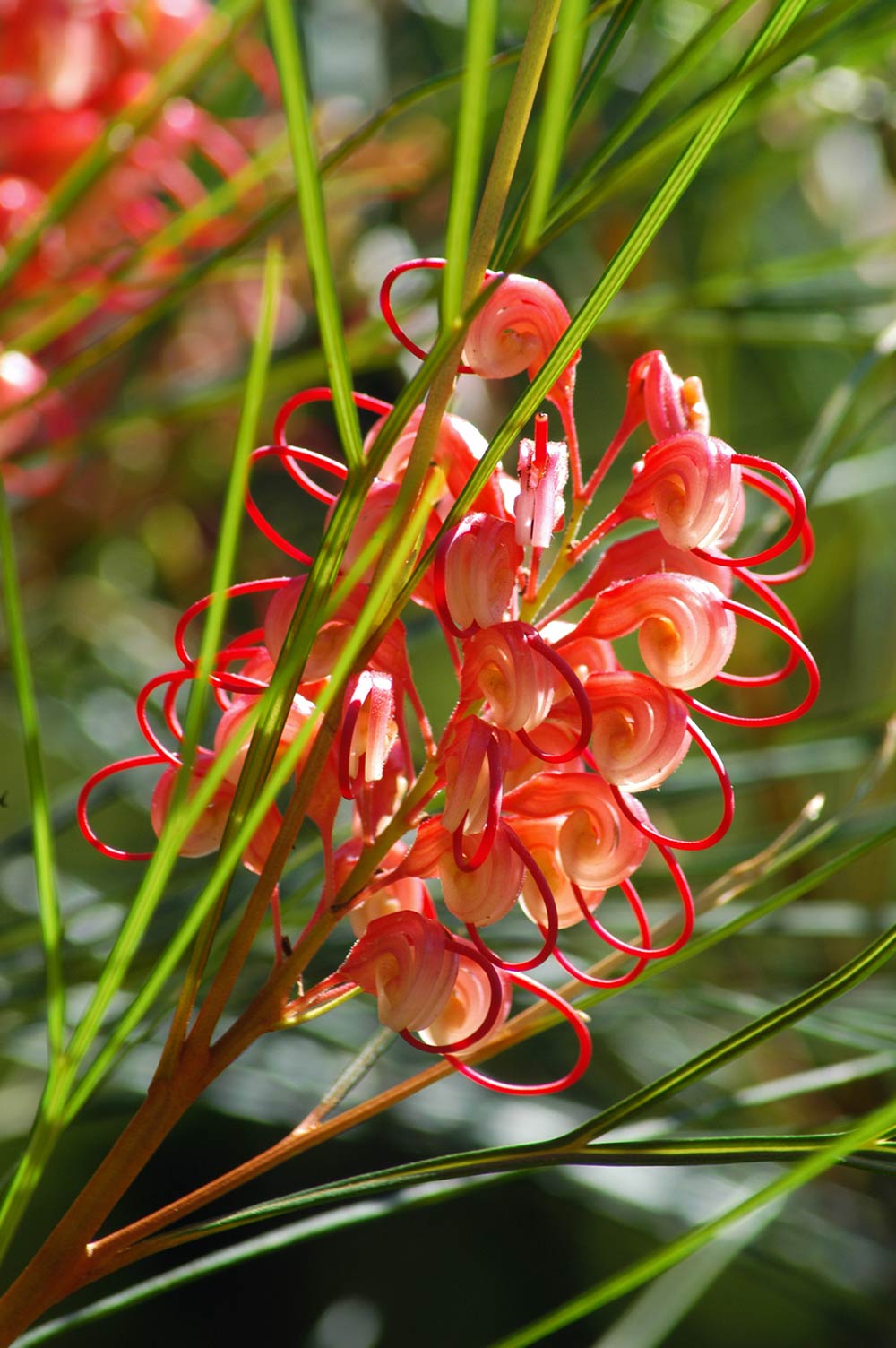 Grevillea in red