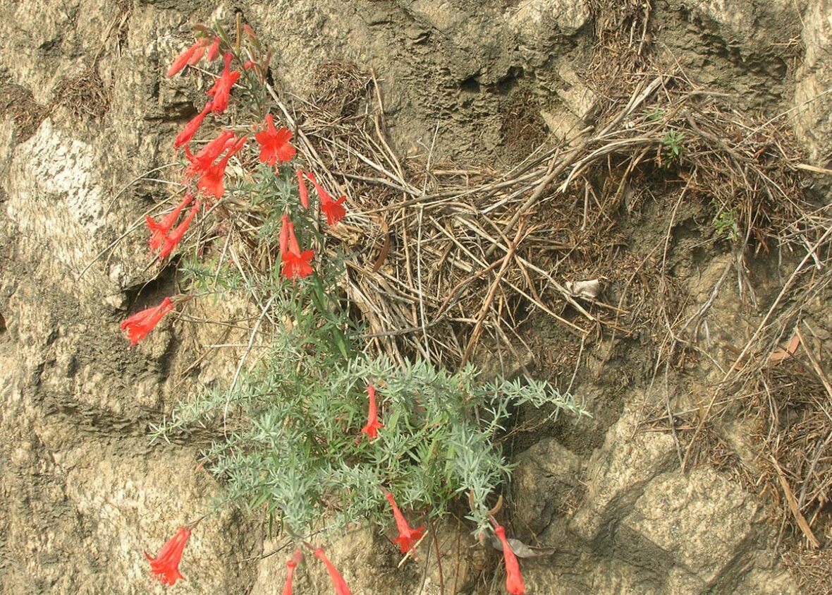 Zauschneria californicum orange flowers in situ