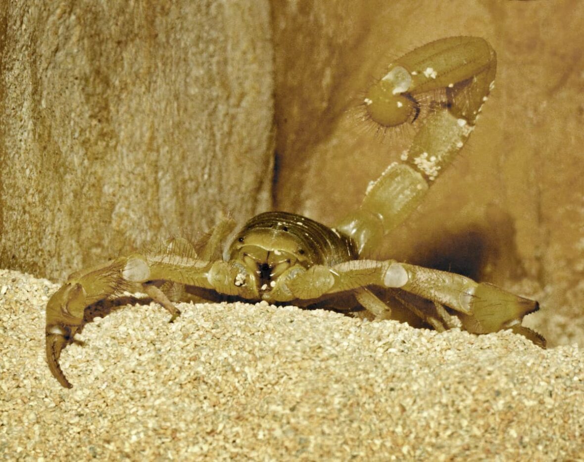 Scorpion posed with its tail up.
