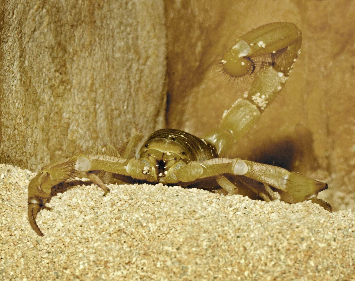 Scorpion posed with its tail up.