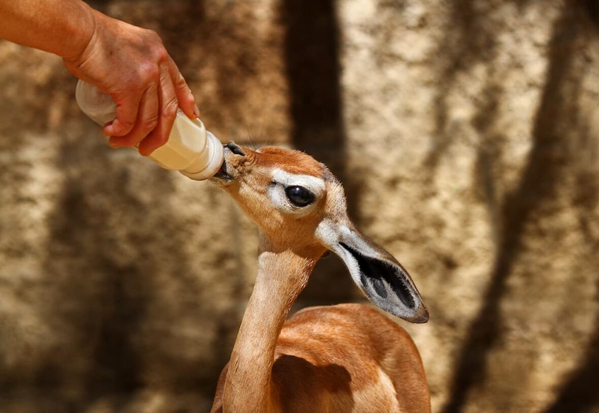 One of two young gerenuks currently on view at the Winnick Family Children's Zoo.