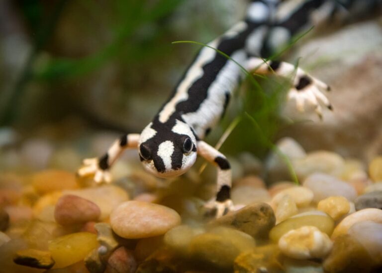 Water World <strong>The L.A. Zoo's state-of-the-art facilities and top-notch aquarists make it possible to house sensitive amphibian species such as critically endangered Iranian harlequin newts.</strong> Photo by Jamie Pham