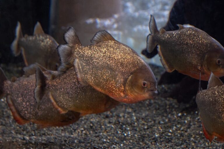 Something in the Water Piranhas in Rainforest of the Americas.