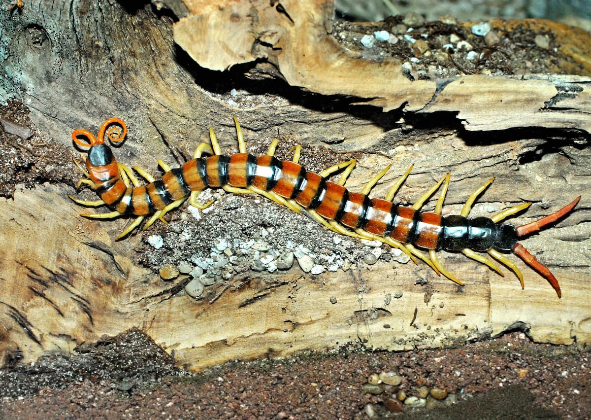 Centipede on a log