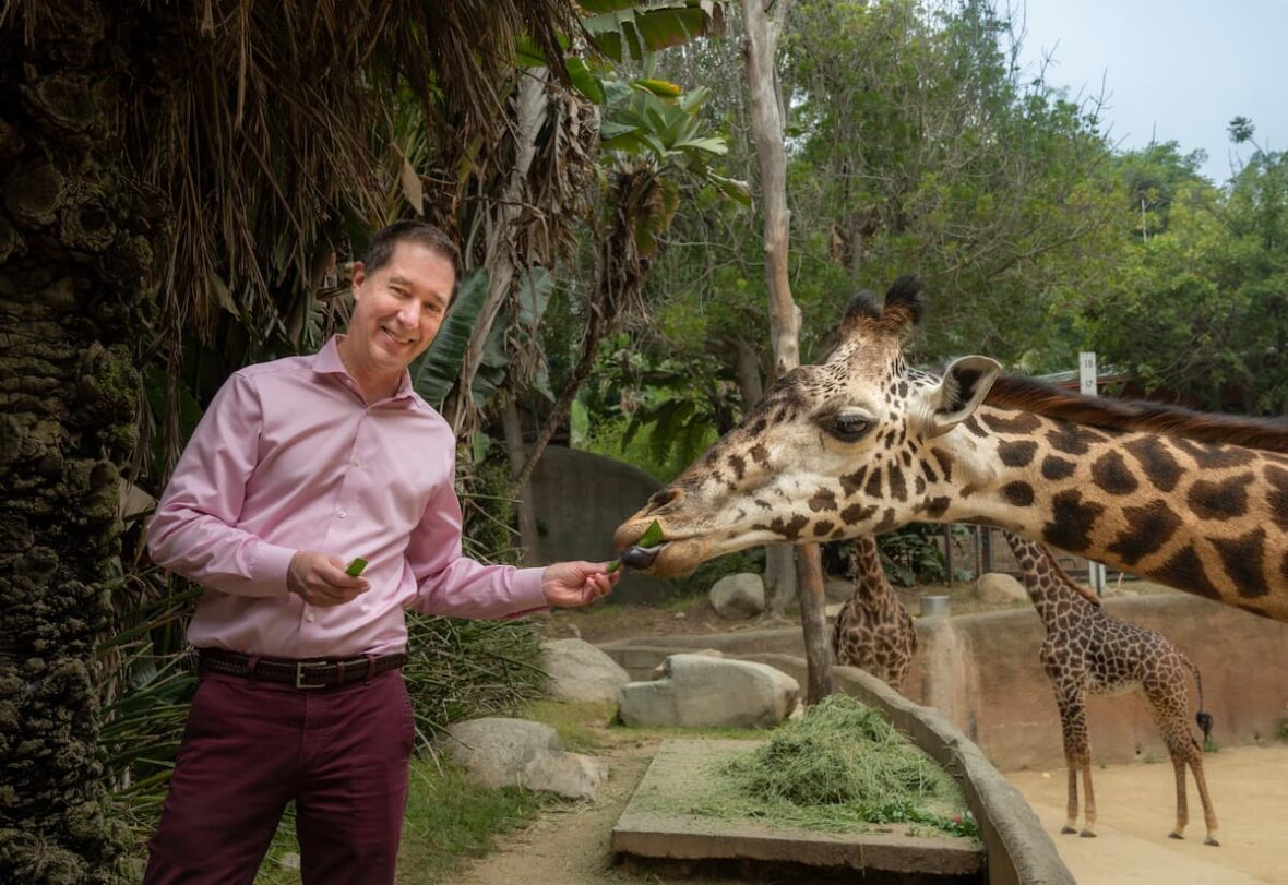 GLAZA President Tom Jacobson feeding a giraffe.