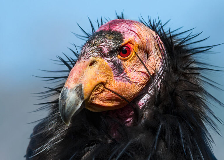 Conservation Strategic Plan Condor with red eyes