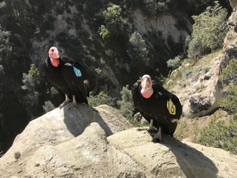 News in the Zoo, July 2021 <strong>Wild California condor parents wait while biologists complete a nest check.</strong> Photo by Beth Schaefer