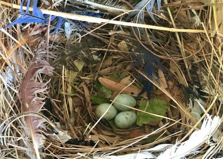 News in the Zoo, August 2021 Eggs in the center of a nest.