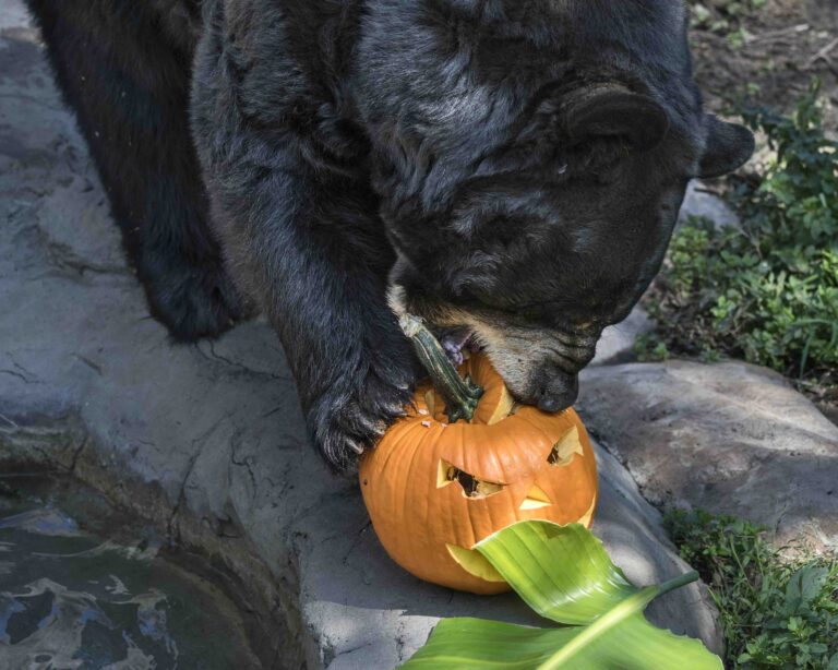 Zoo Update with GLAZA President Tom Jacobson - September 2021 Bear eating a pumpkin