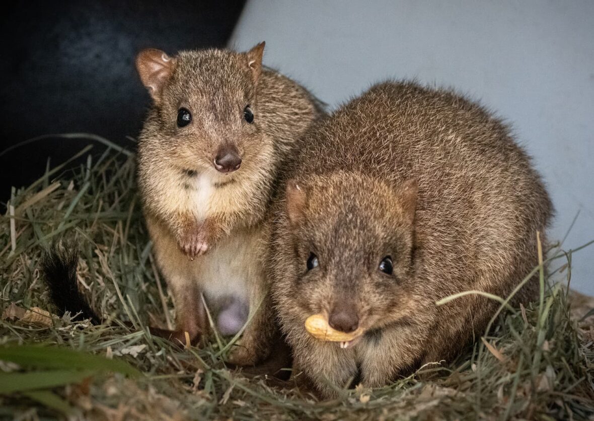 Two bettongs on grass, one with a nut in its mouth.