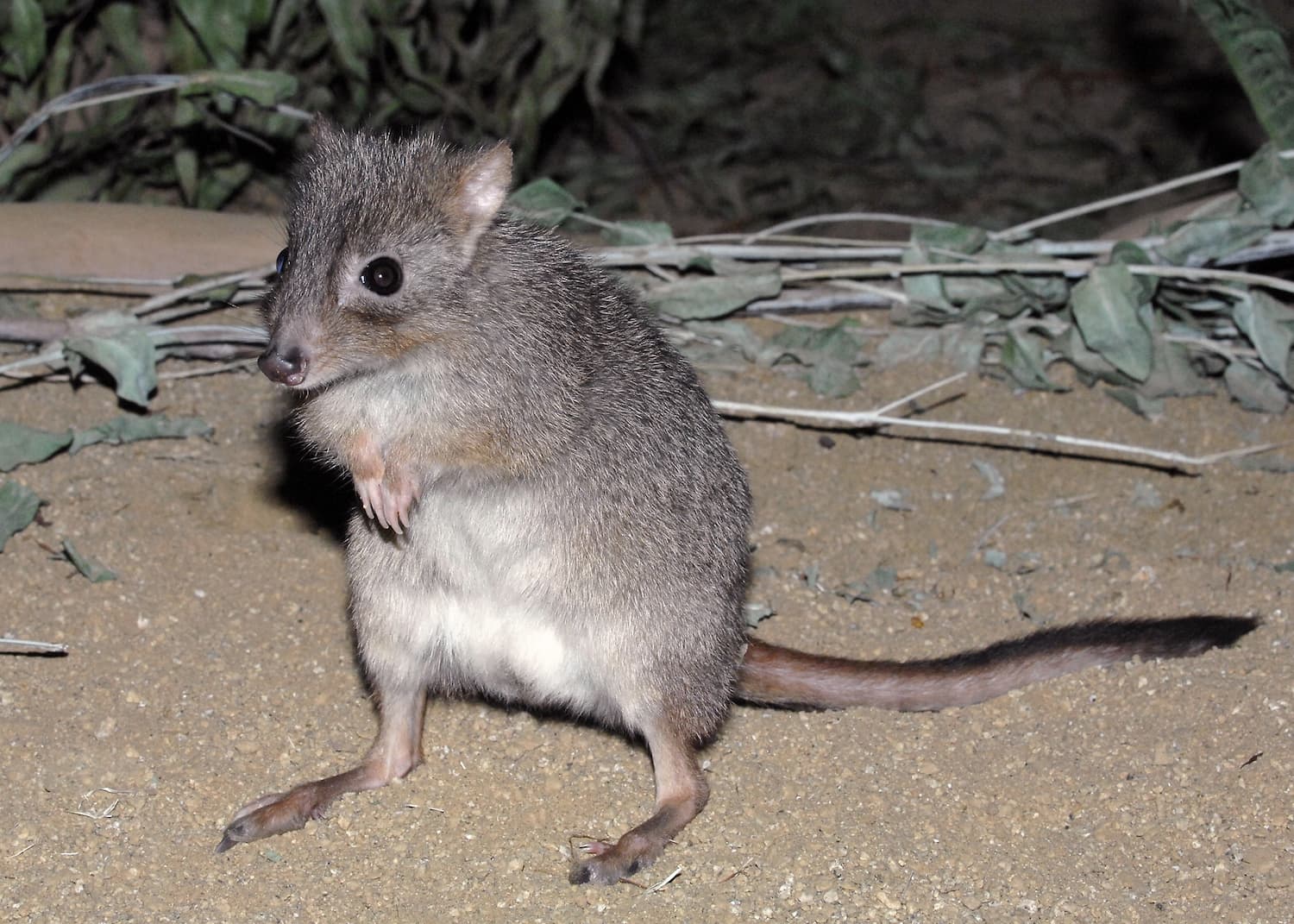 Bettong standing on its hind legs.