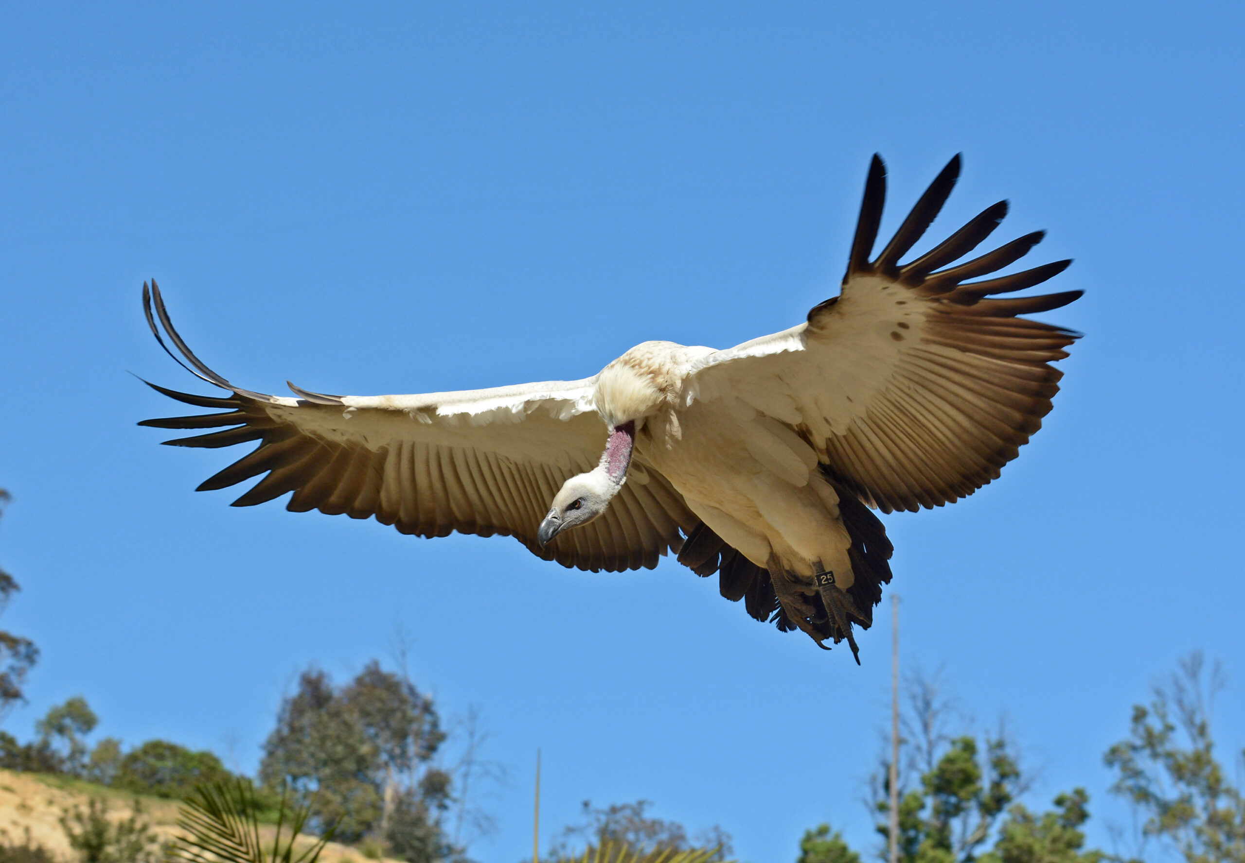 A cape vulture flying in the bird show.