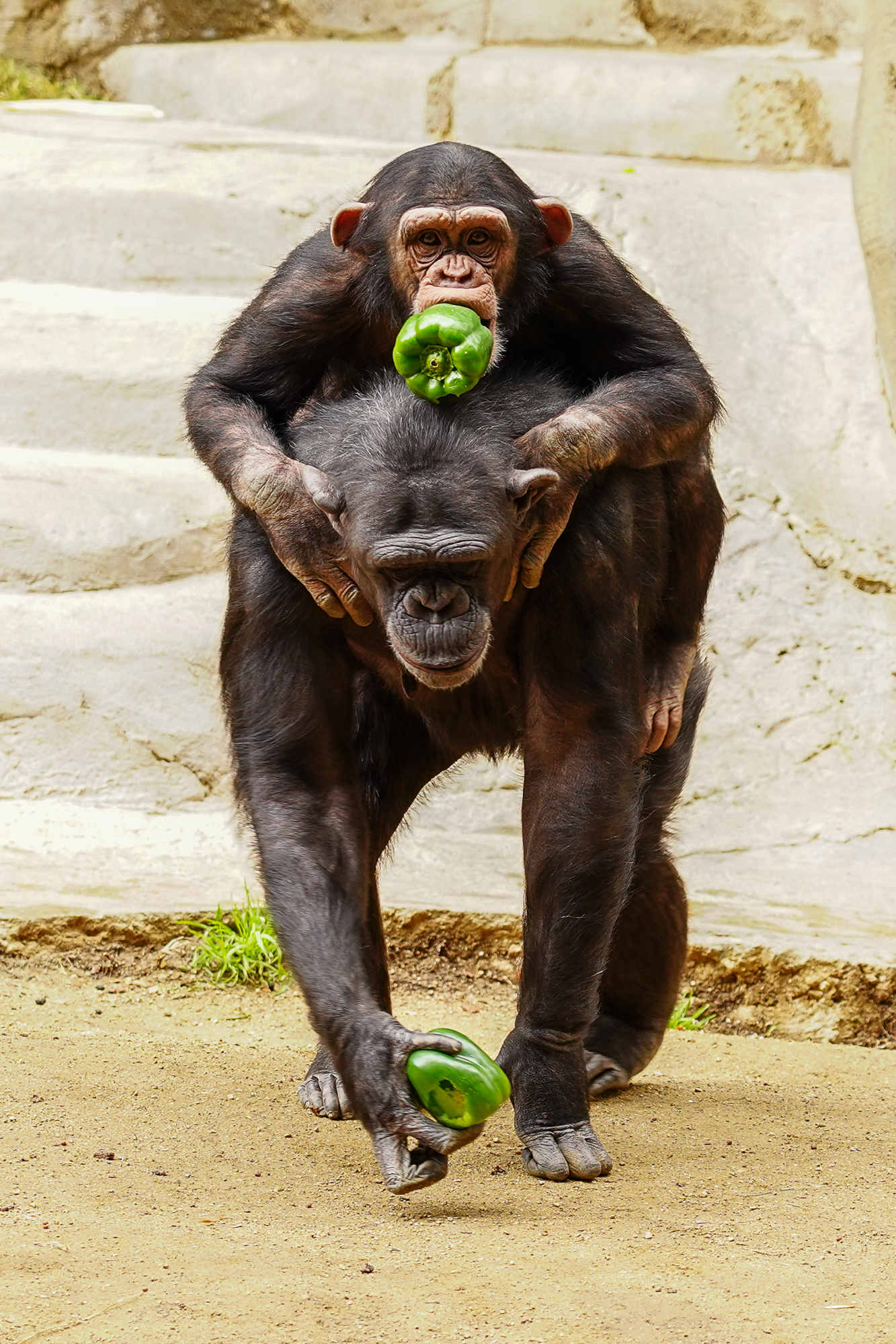 A young chimpanzee holds a bell pepper in her mouth while riding on her mother's back