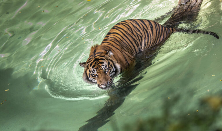 Zoo-m In, Summer 2021 Sumatran tiger standing in water