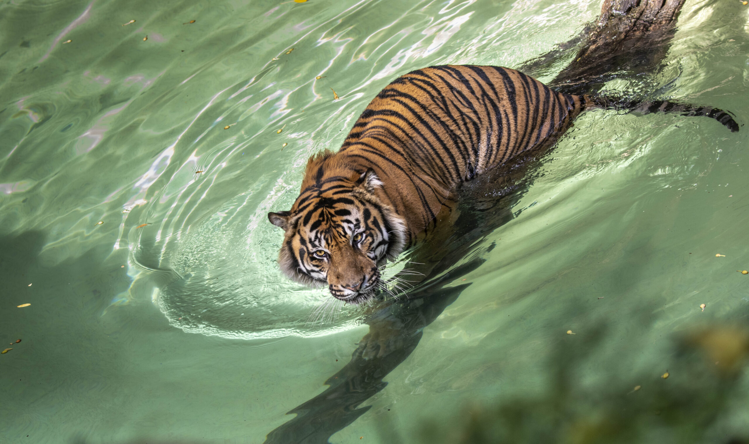 a tiger swimming in a pool