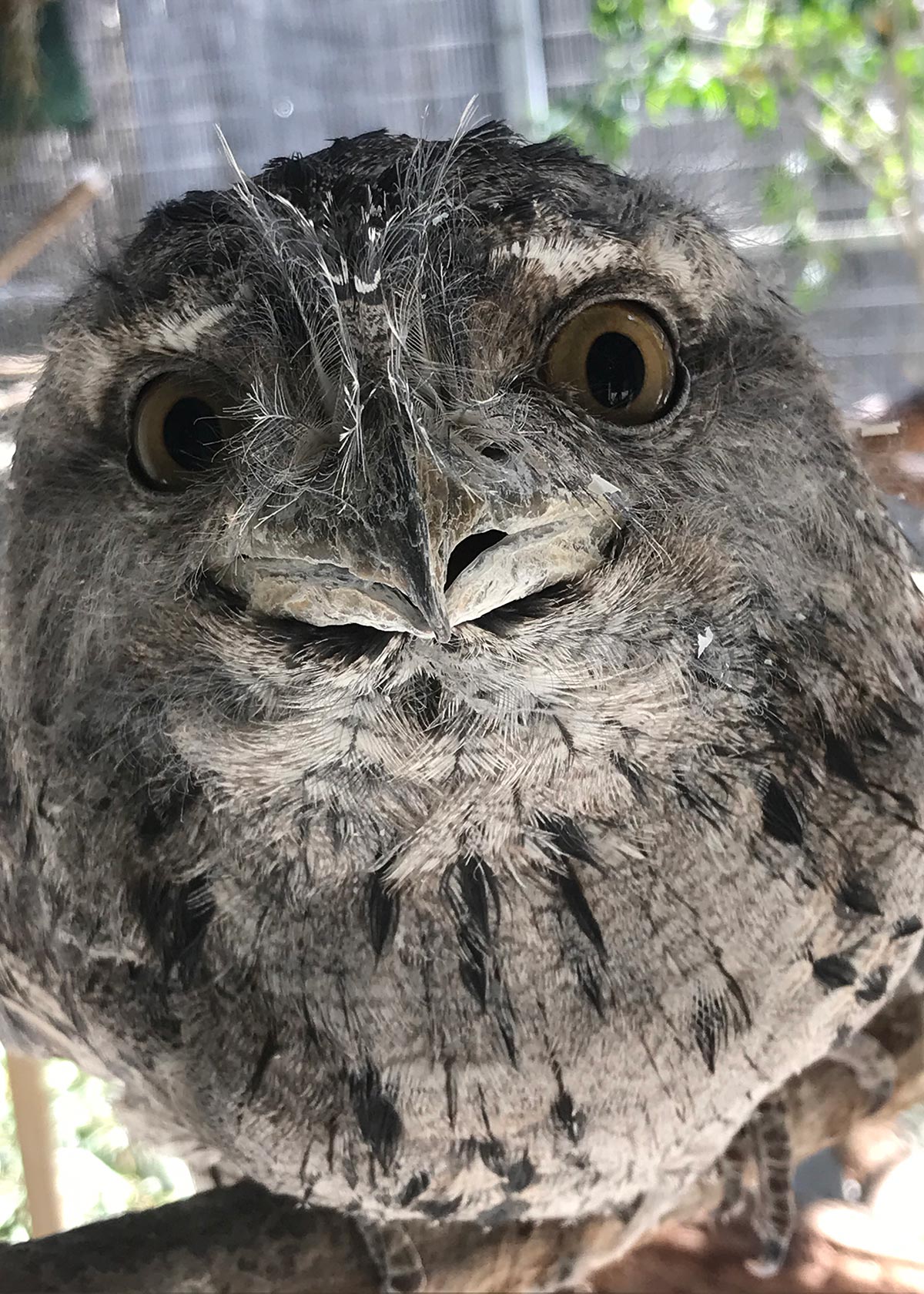 Tawny frogmouth Maynard with big eyes and gray feathers