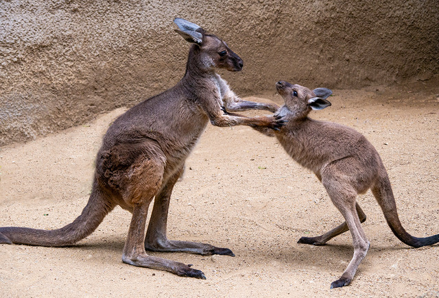 Two gray kangaroos face each other with their forelimbs interlocked