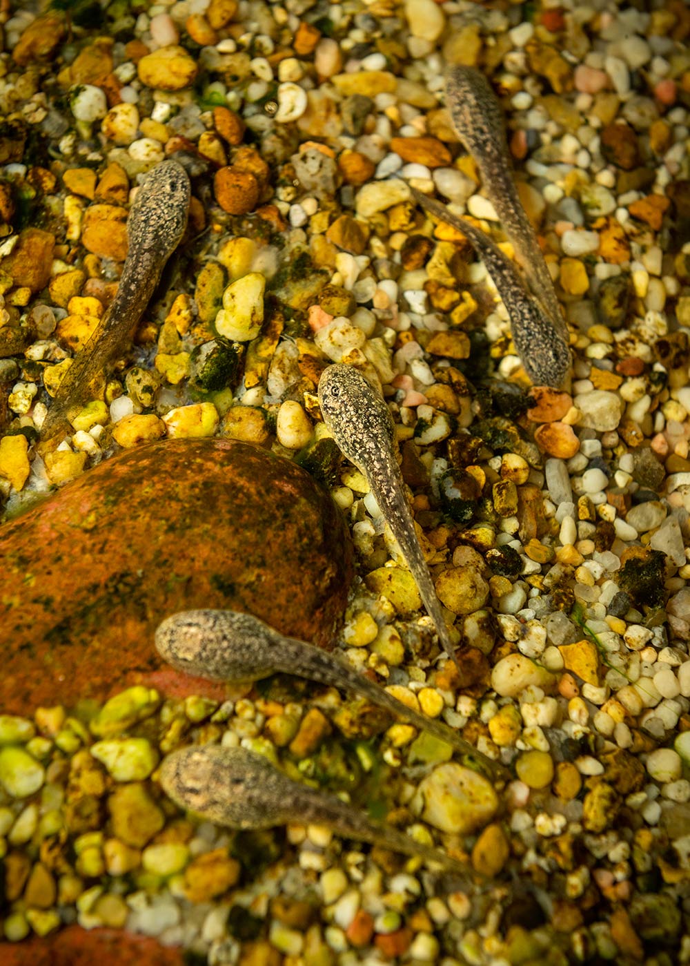 Tadpoles swimming in a rocky stream